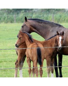 Câble Lisse galvanisé ⌀2,4mm Clôture Chevaux Longueur 200 m