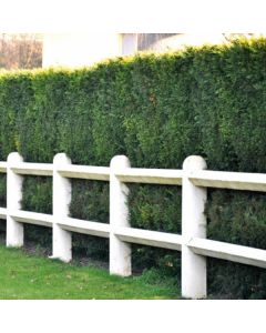 Lisse Béton Carrée pour Clôture Longueur 2 m